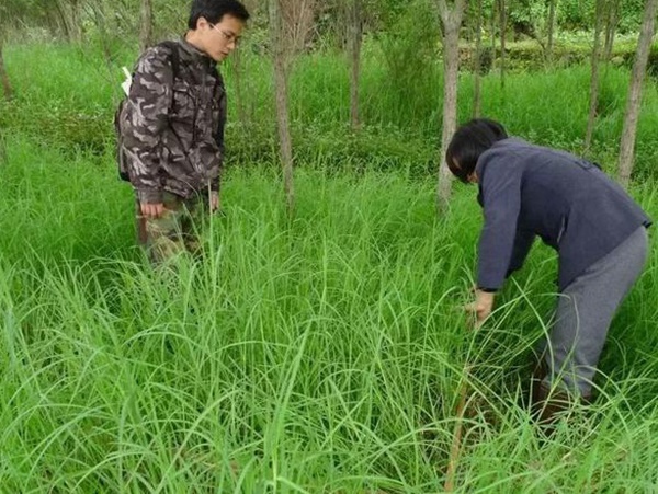 不同氣候地區(qū)怎么選擇綠化草種？有什么好的方法？