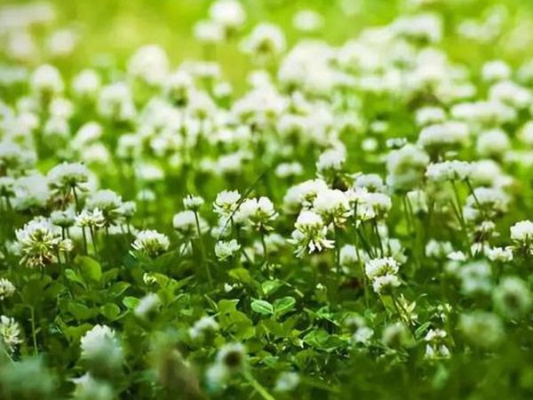 十種優(yōu)質(zhì)牧草及其栽培技術(shù)與方法