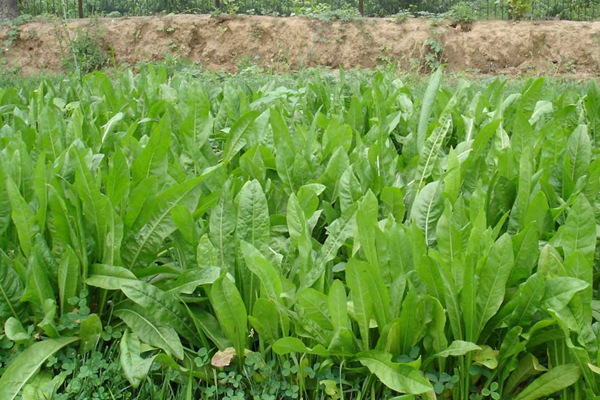 養(yǎng)豬用什么牧草種植比較好？