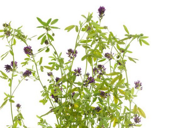 養(yǎng)羊如何選擇牧草？有什么需要注意的？