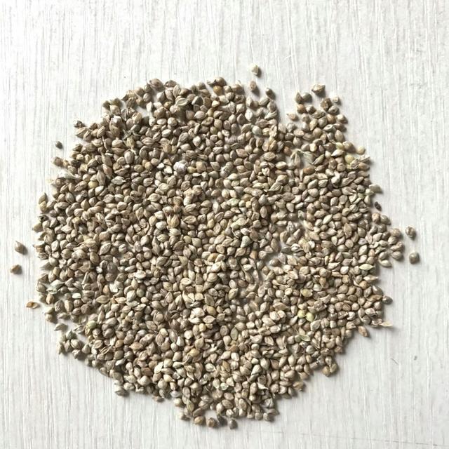 種植小米草的優(yōu)勢(shì)在哪里？養(yǎng)殖小龍蝦怎么樣？