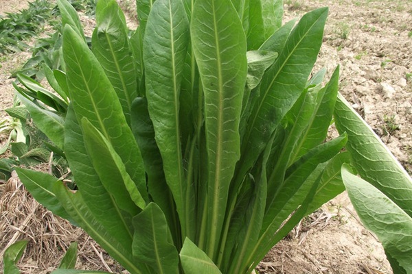 農(nóng)戶養(yǎng)鴨菊苣種子價(jià)格多少錢(qián)一斤，菊苣草播種時(shí)間