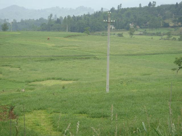 養(yǎng)牛、羊種植什么牧草好？種植如何利用？