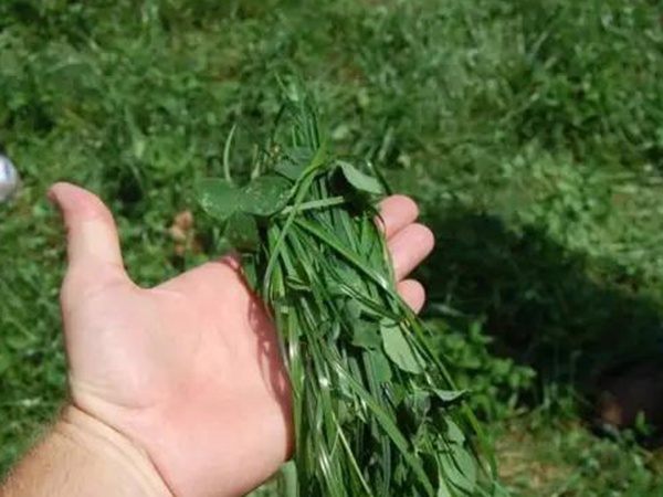 苜蓿畝產(chǎn)干草多少噸
