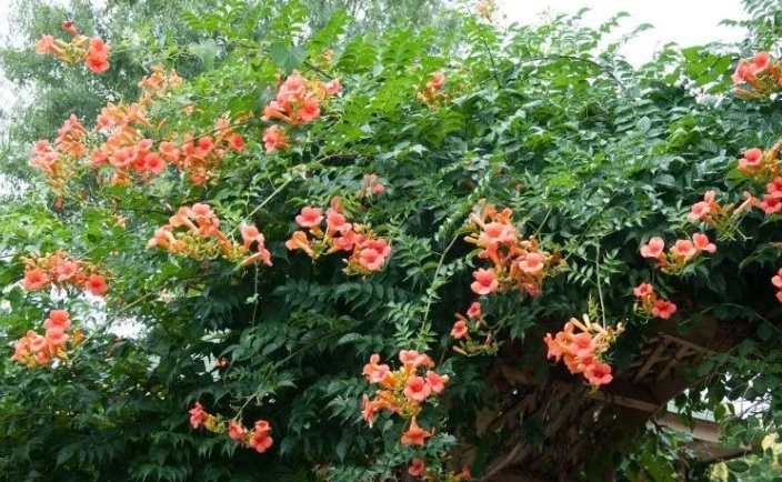 凌霄花333.jpg