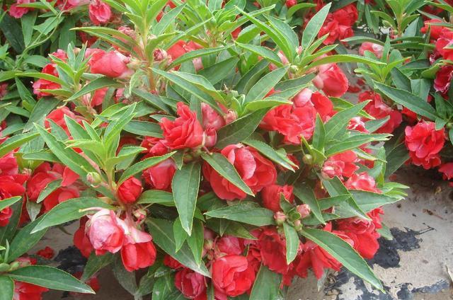 鳳仙花又叫指甲花，應該如何播種