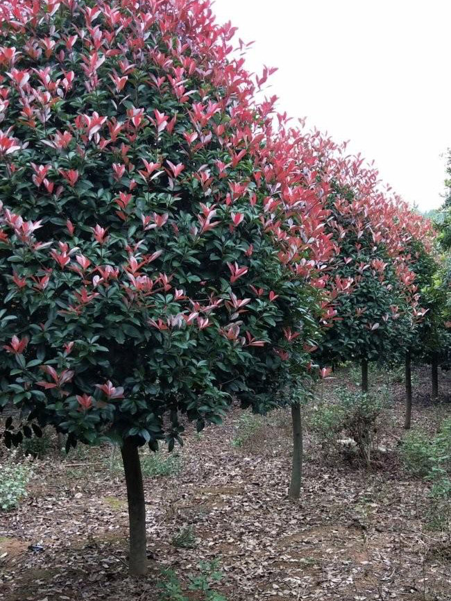 紅葉石楠樹(shù)