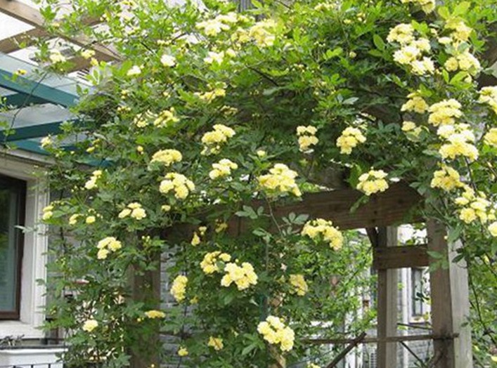木香花3.jpg