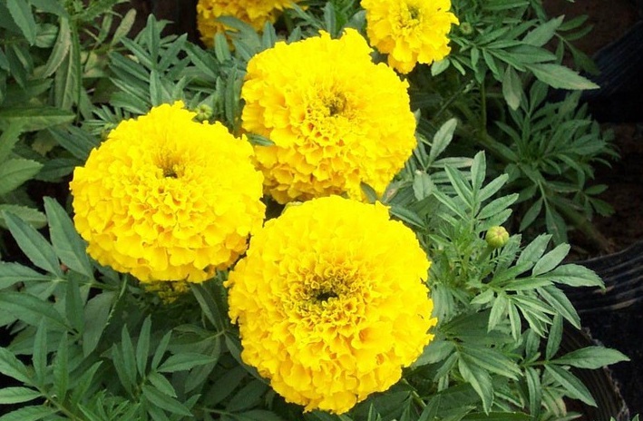萬(wàn)壽菊1.jpg