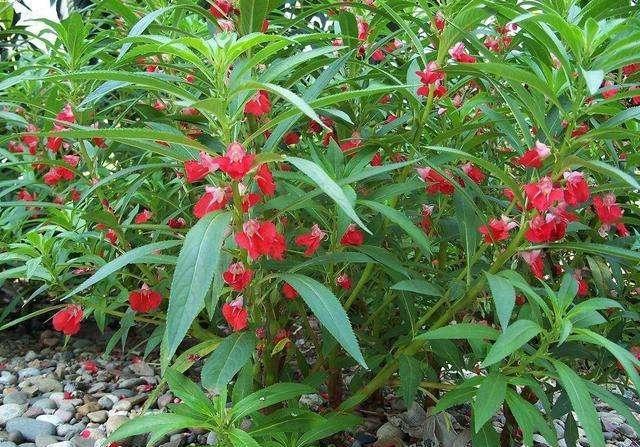 鳳仙花又叫指甲花，應該如何播種