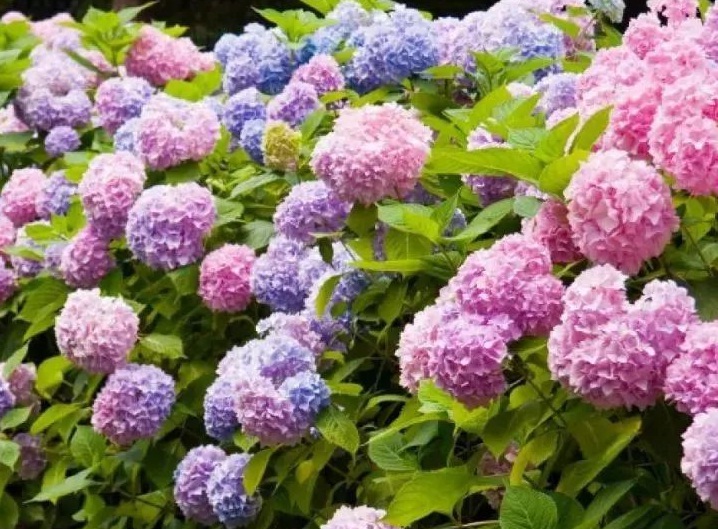 繡球花8888888888888888888888888.jpg