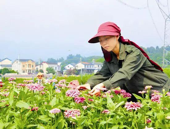 百日草生長(zhǎng)期養(yǎng)護(hù)要點(diǎn)，百日草一年四季的養(yǎng)護(hù)方法