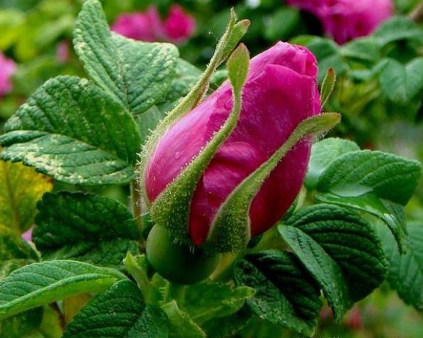 image.jpg