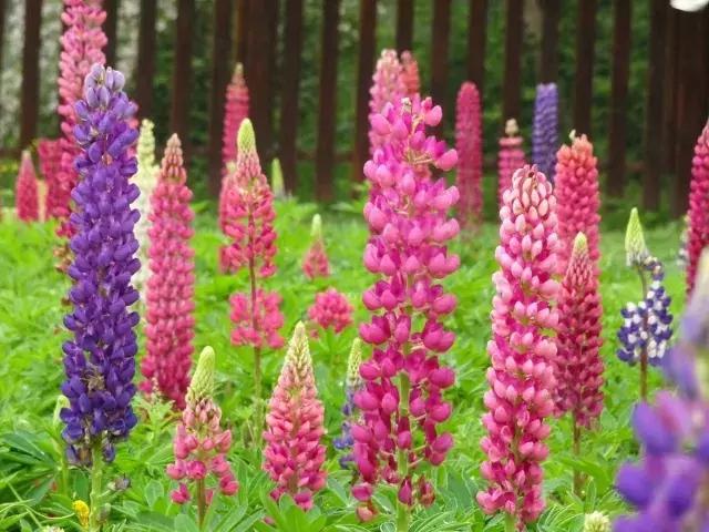 魯冰花繁殖技巧，怎么才能養(yǎng)好魯冰花？
