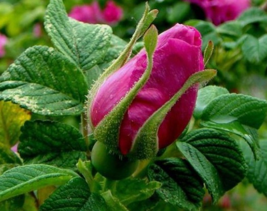image.jpg