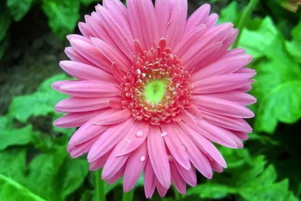 非洲菊