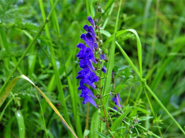 藍(lán)花鼠尾草開花能開多久