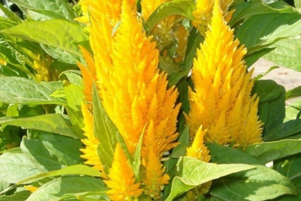 火炬雞冠花