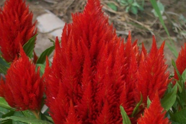 火炬雞冠花