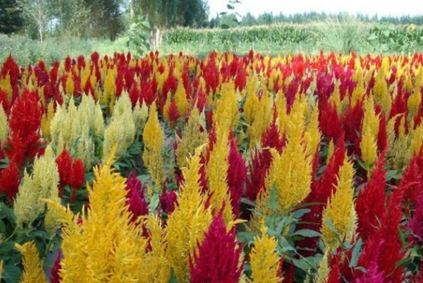 火炬雞冠花