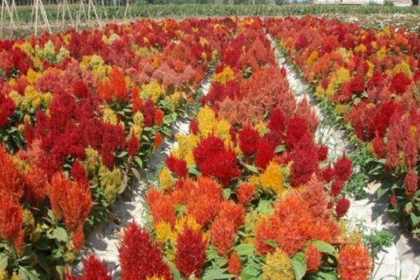 金雞冠花