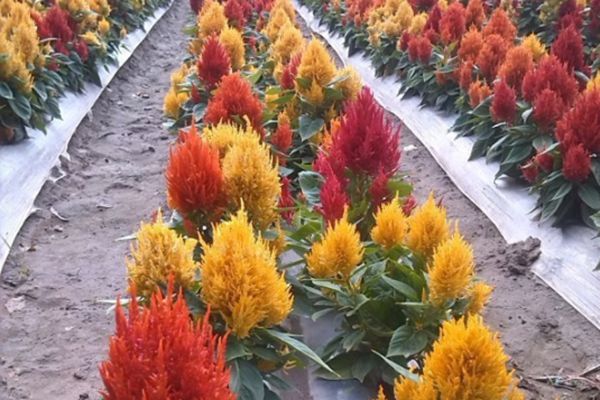 金雞冠花