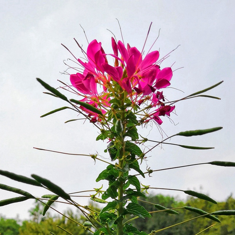 醉蝶花