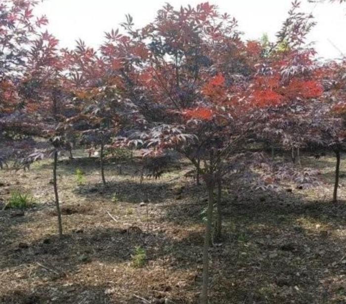 紅楓