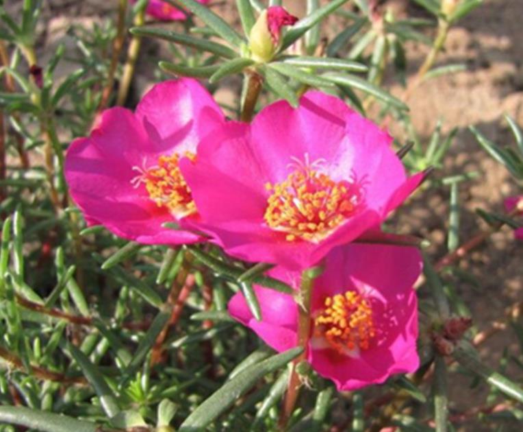 太陽(yáng)花