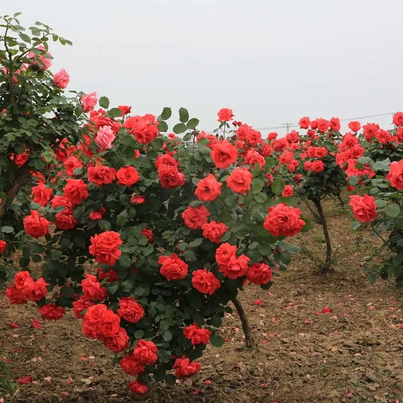 樹(shù)狀月季