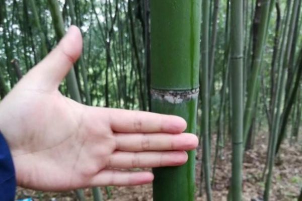 毛竹 毛竹