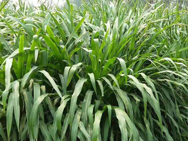 玉米草