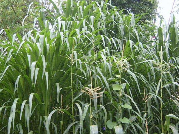 黃竹草
