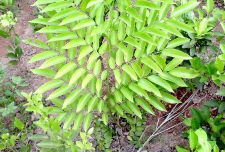 黃花梨