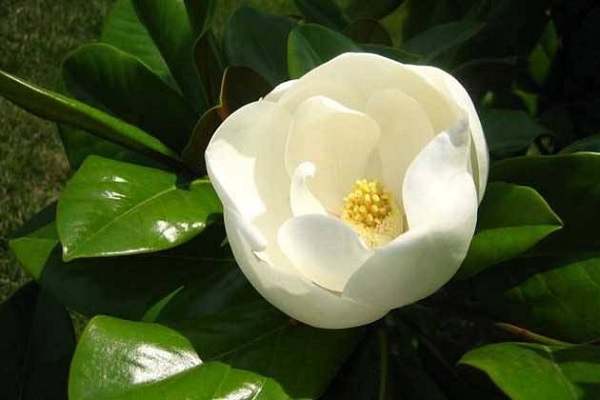 玉蘭花